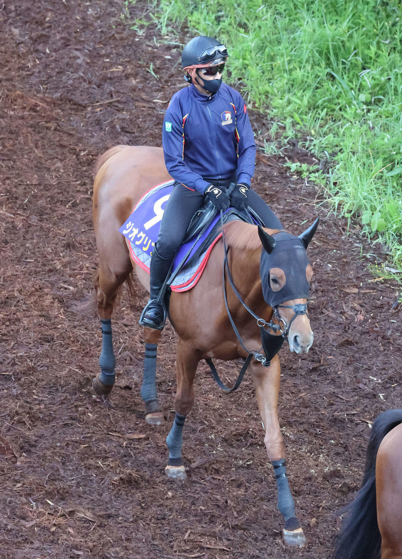 25日、逍遙馬道で運動する皐月賞馬のジオグリフ（5月25日撮影）