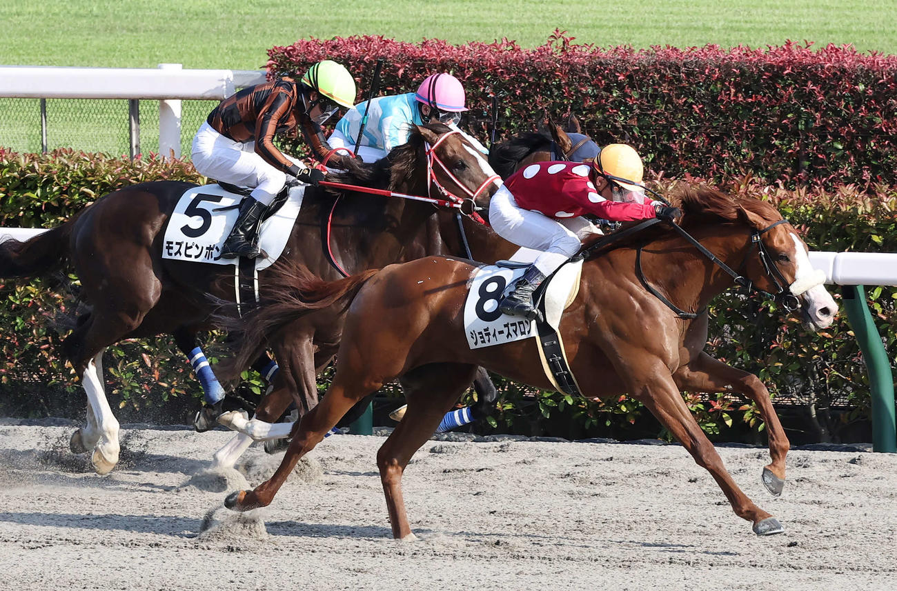 東京12R、4歳上2勝クラスを制したジョディーズマロンと戸崎騎手（撮影・丹羽敏通）