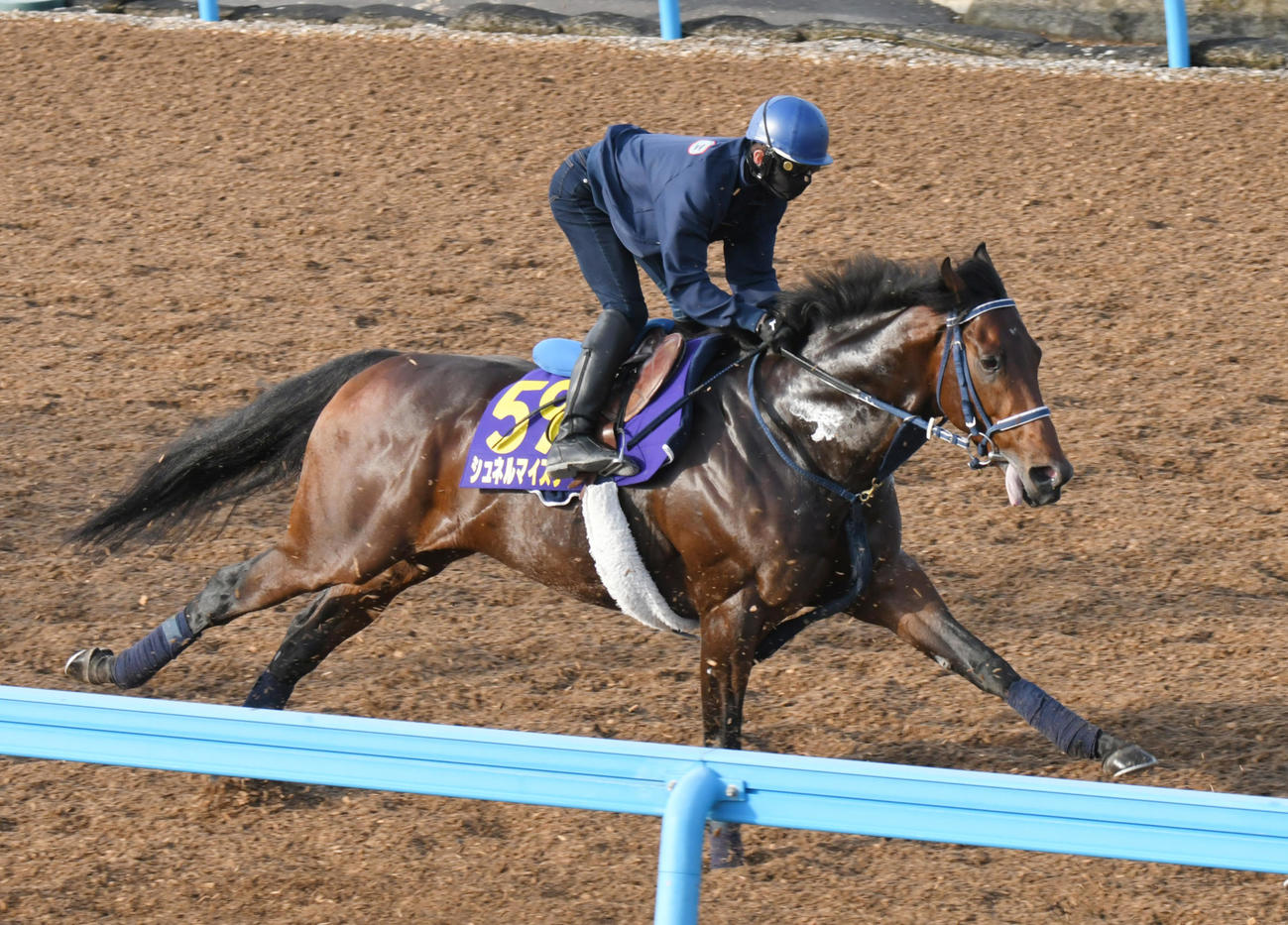 シュネルマイスターは、力強いフットワークで追い切られた（撮影・酒井清司）