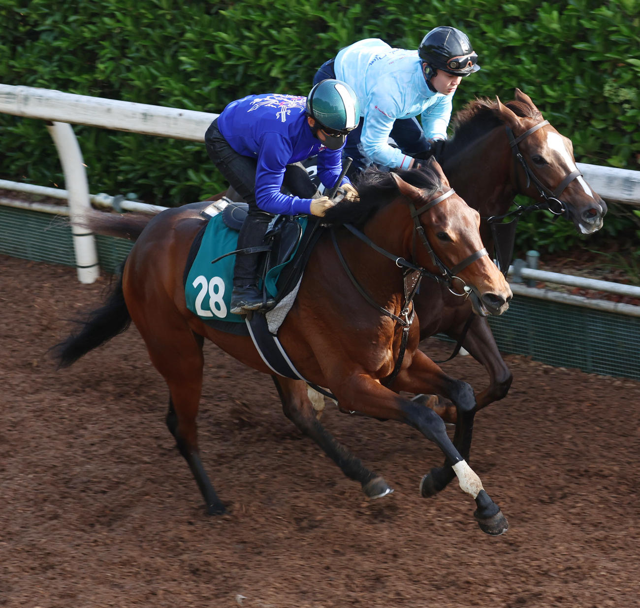 坂路にて併せ馬で追い切るリアリーホット（手前）