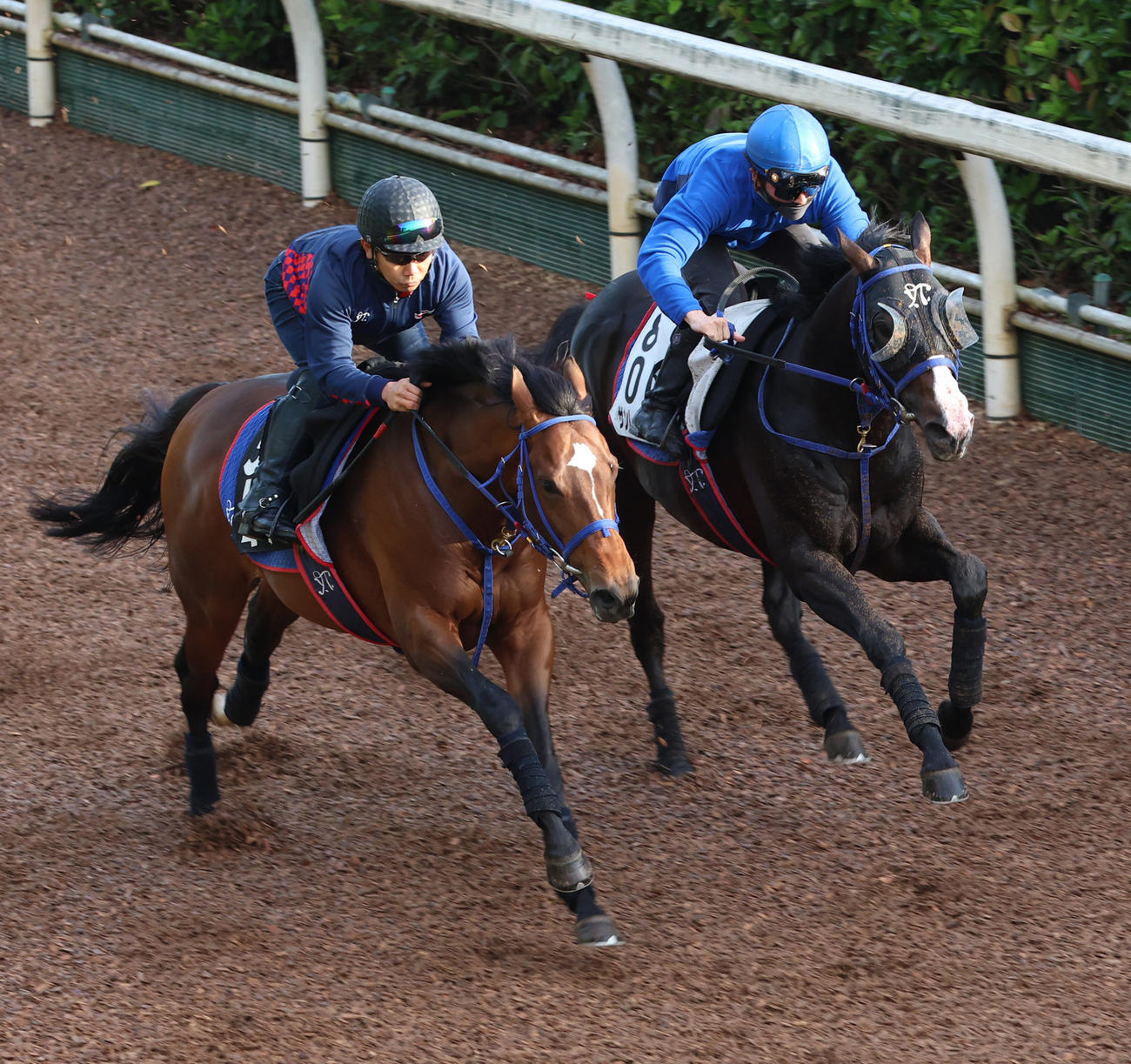 サンレイポケット（右）は坂路で追い切った