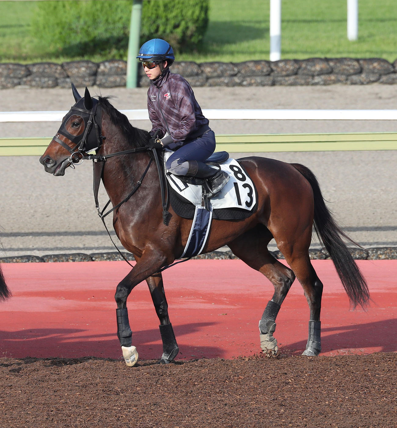 団野騎手を背に馬場入りするジェラルディーナ（撮影・白石智彦）