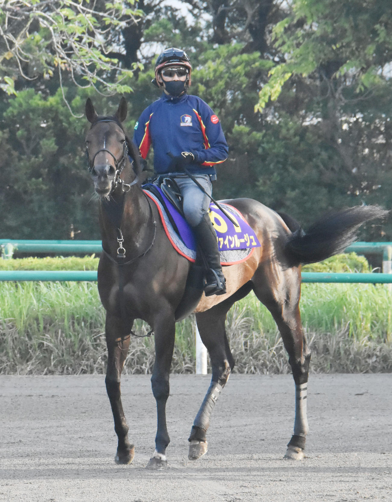 乗り運動するファインルージュ（2022年6月1日撮影）