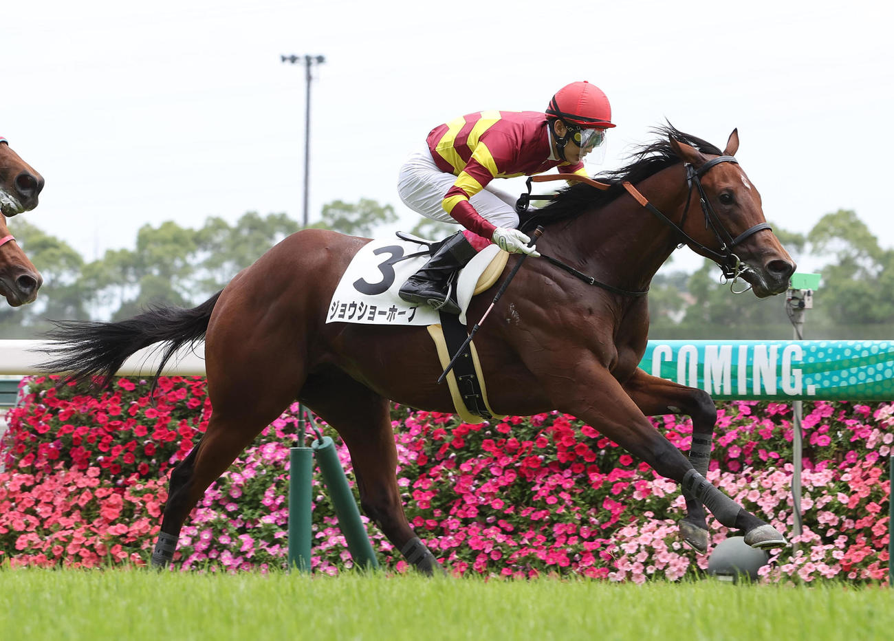 新馬戦を制した新種牡馬ミッキーロケット産駒のジョウショーホープ（撮影・白石智彦）