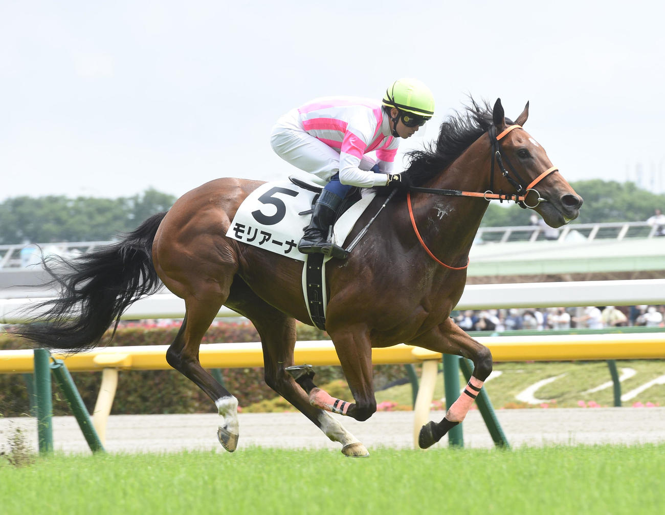 5R新馬戦を制したモリアーナと武藤騎手（撮影・柴田隆二）