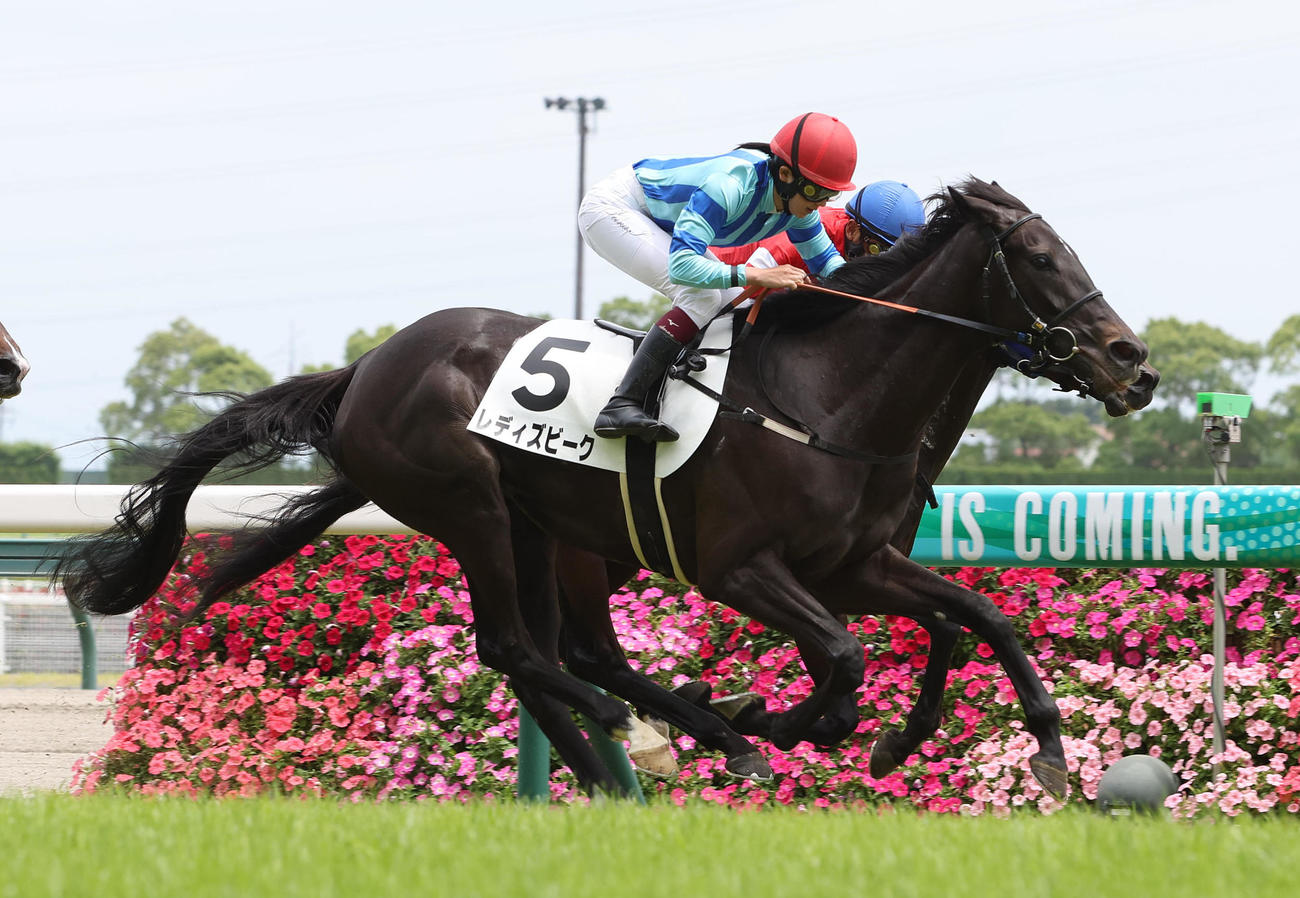 3歳未勝利を勝ち上がったレディズビーク（撮影・白石智彦）