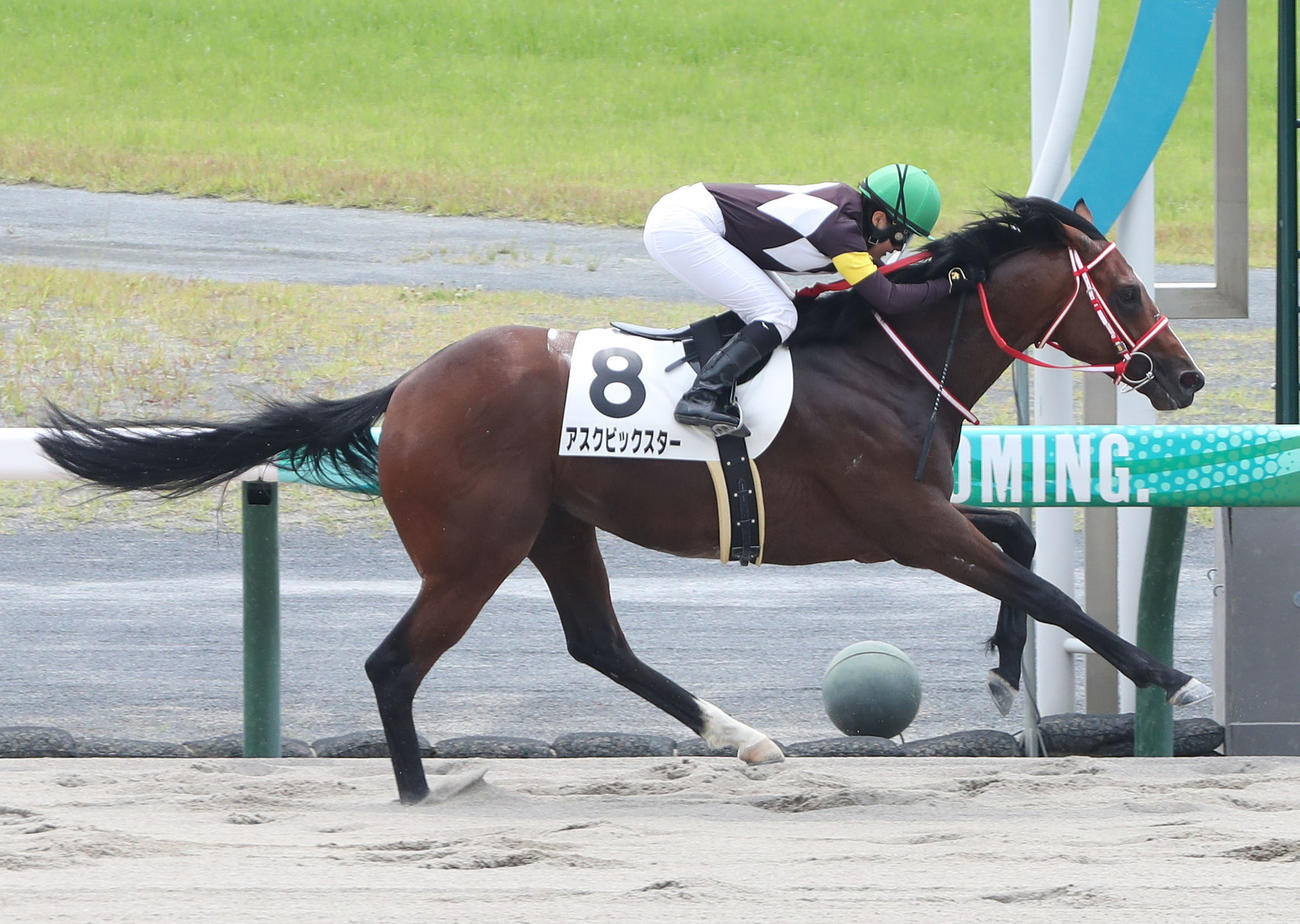 3歳未勝利を勝ち上がったアスクビックスター（撮影・白石智彦）