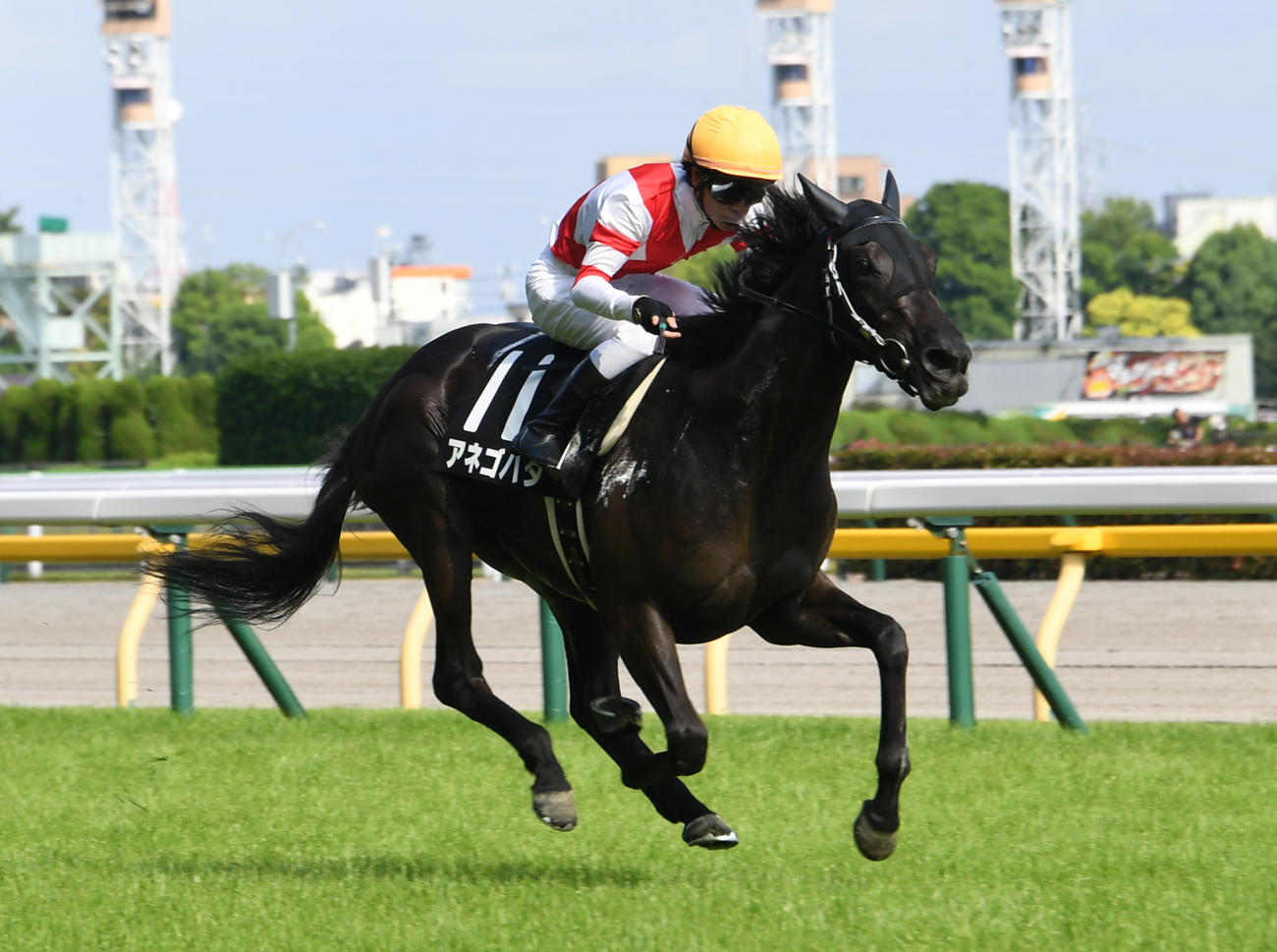 由比ヶ浜特別を快勝したアネゴハダ（2022年6月4日撮影）