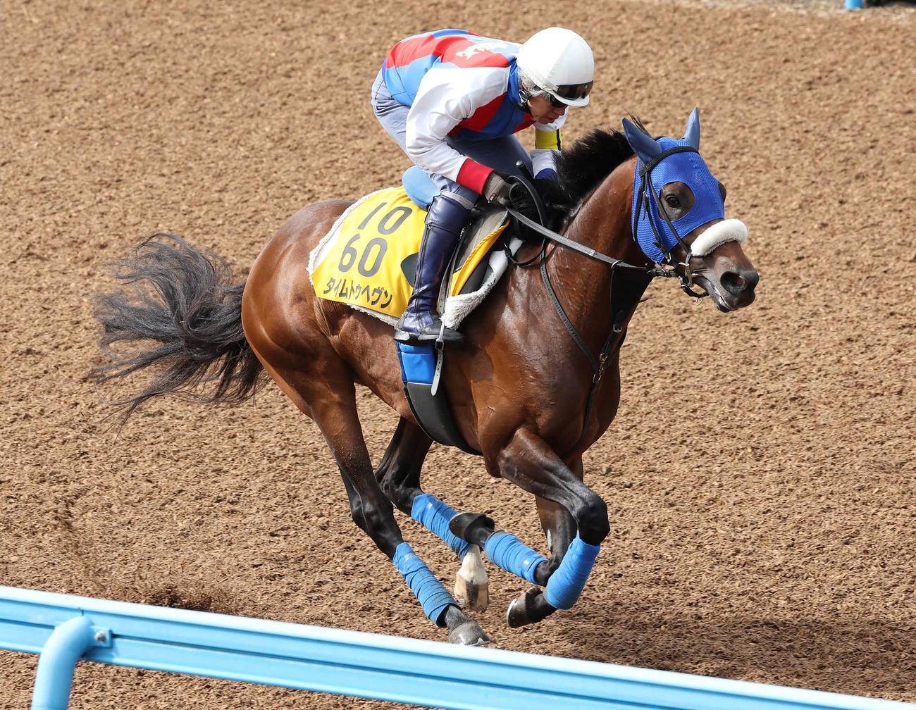 タイムトゥヘヴンは戸田師を背に美浦ウッドで追い切られた（撮影・丹羽敏通）