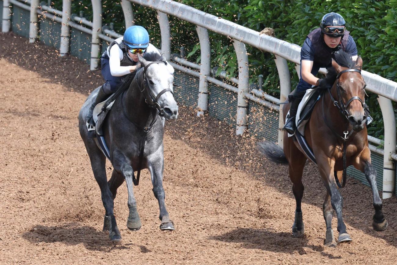併せ馬で追い切られたヤマニンサンパ（左）