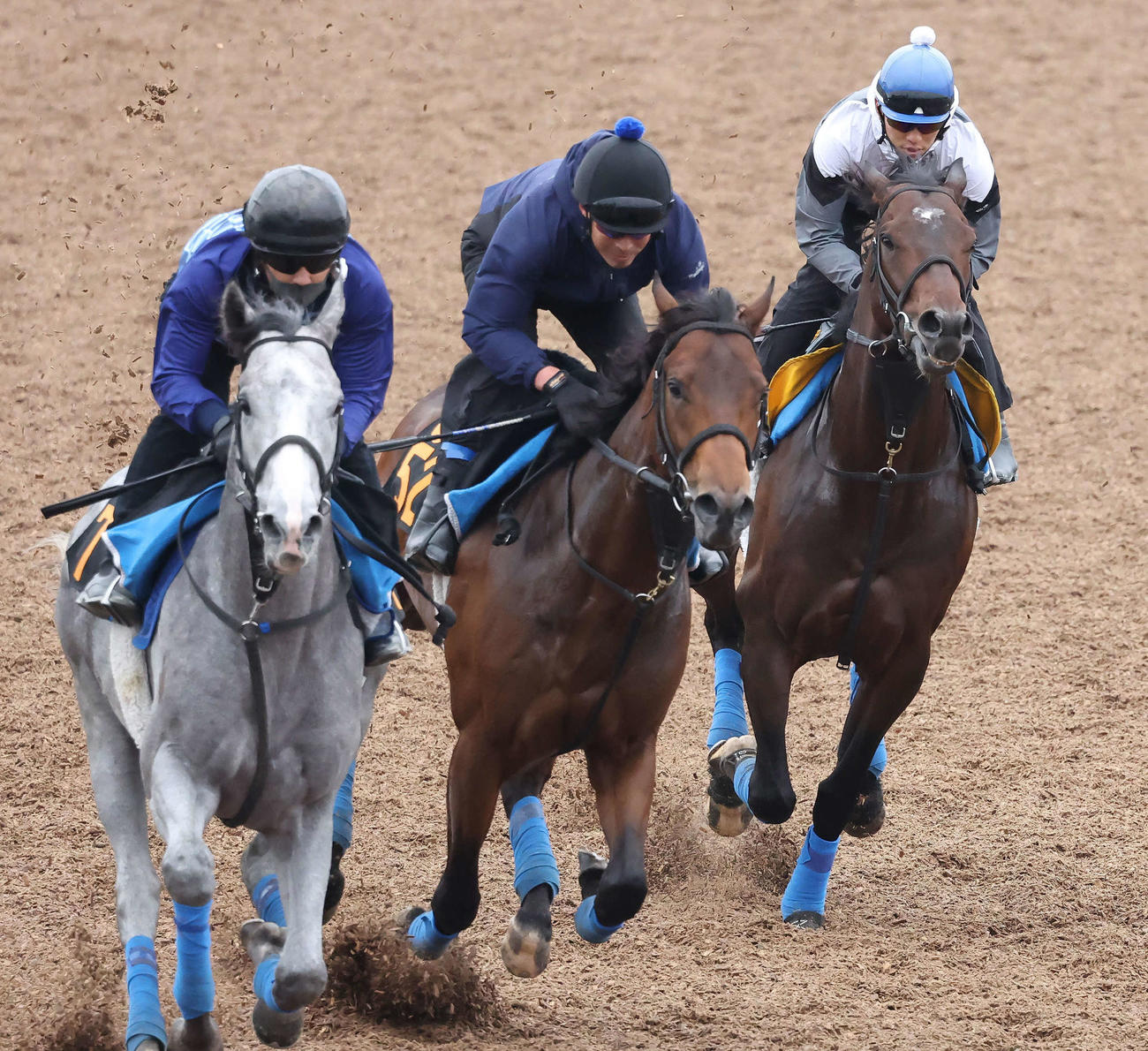 ノースブリッジ（右）は伴騎手を背に美浦ウッドを3頭併せで追い切られた（撮影・丹羽敏通）