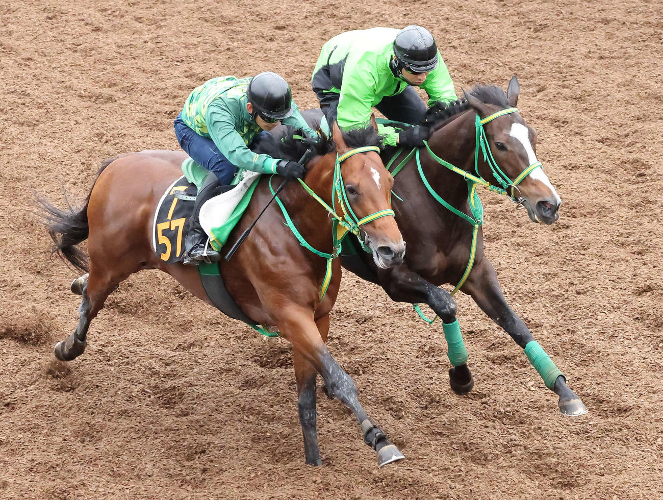シャドウディーヴァ（右）は美浦坂路でタイセイクレセントと併せて追い切られた（撮影・丹羽敏通）