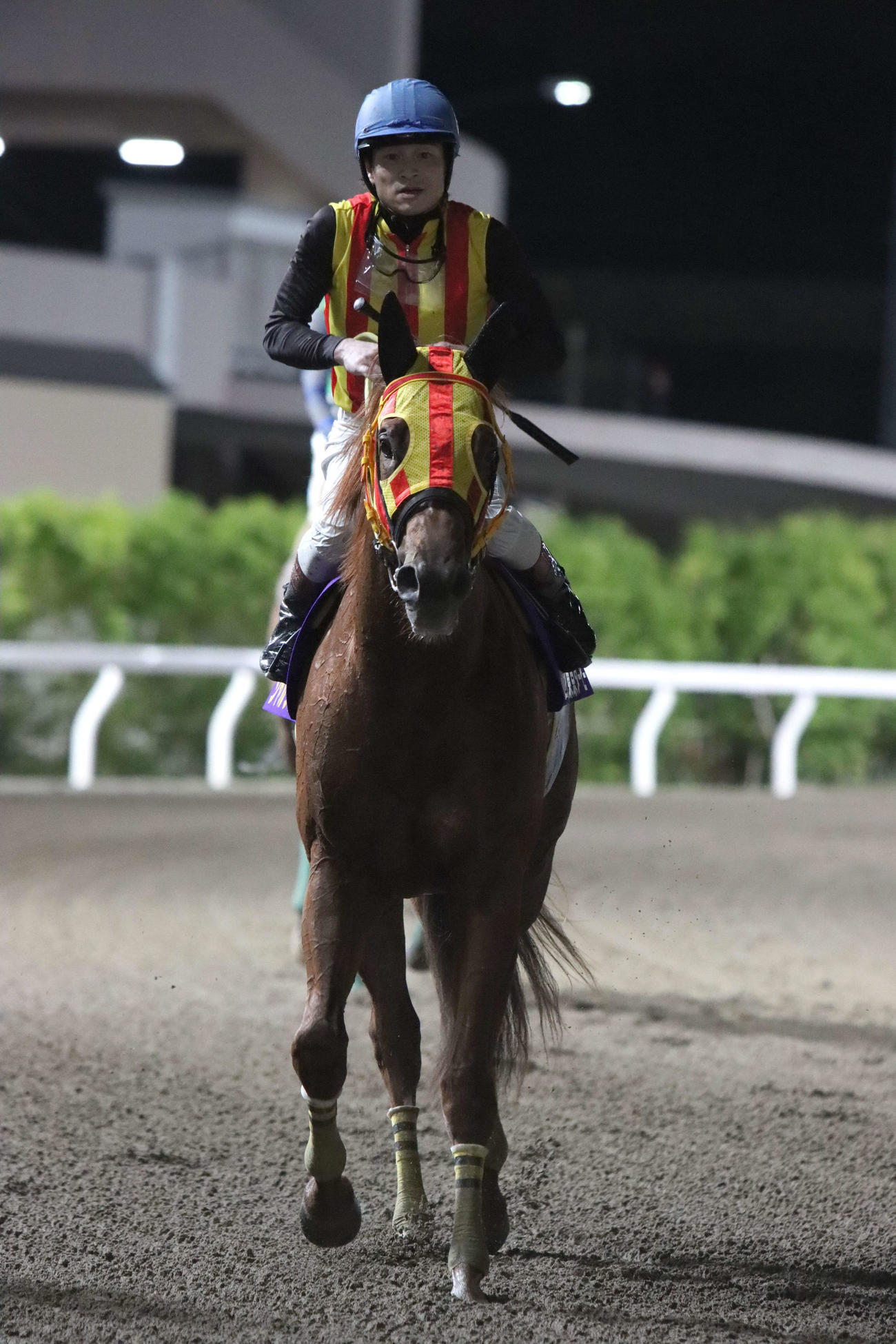 8着に敗れ引き揚げてきたシャルフジンと御神本訓史騎手