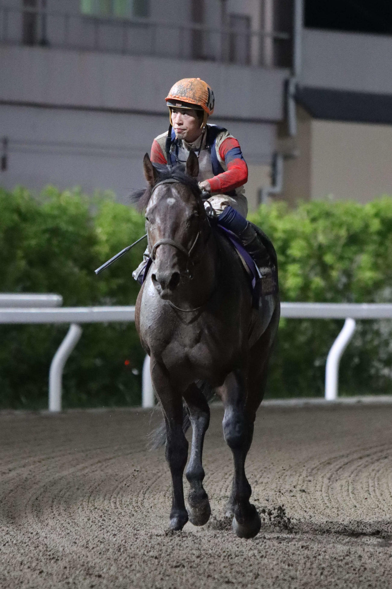 2着に入り引き揚げてきたクライオジェニックと安藤洋一騎手