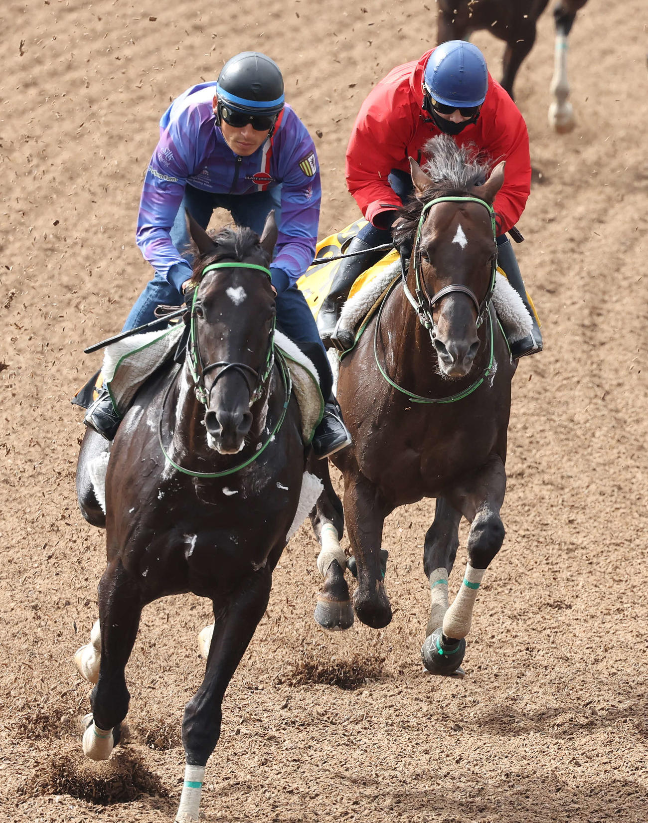 ザダル（右）は美浦ウッドで先行する僚馬を力強いフットワークで追い上げた（撮影・丹羽敏通）