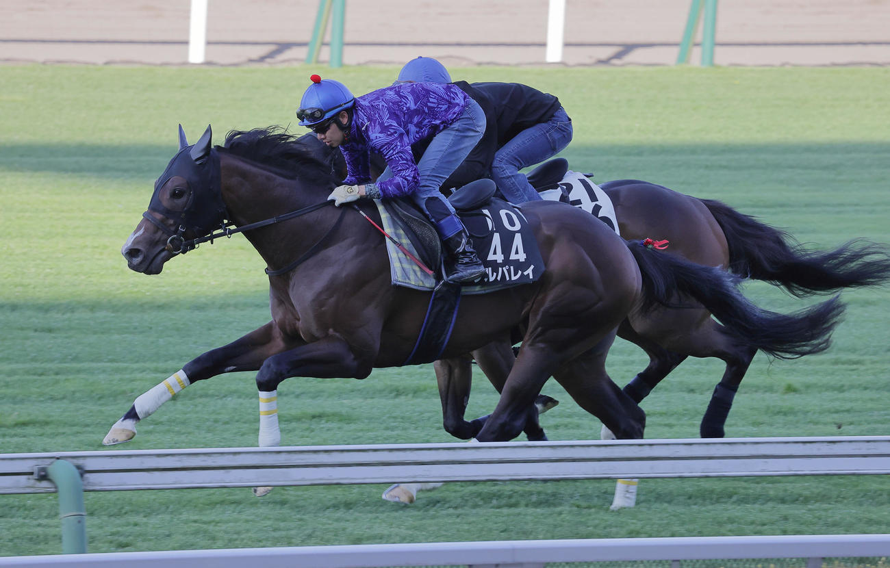 プルパレイ（手前）は水口優也騎手を背に、函館芝コースを併せ馬で追い切った