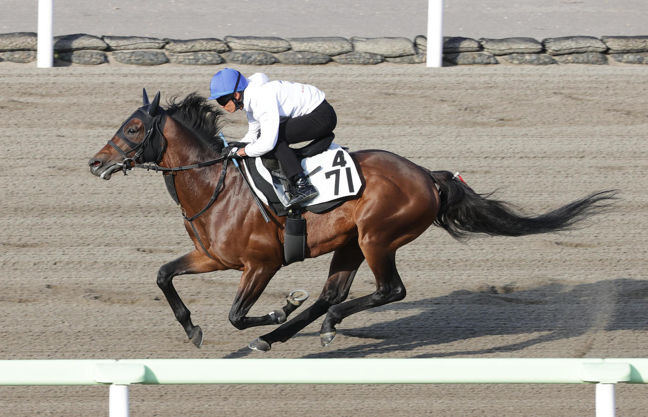函館ダートコースで追い切られるキャプテンドレイク