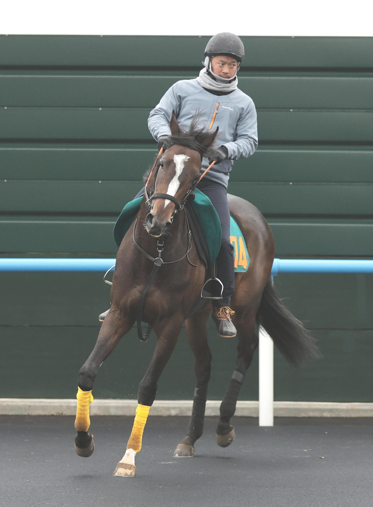 今週デビュー予定のトラネスハープは、函館競馬場で順調な調整を積む。