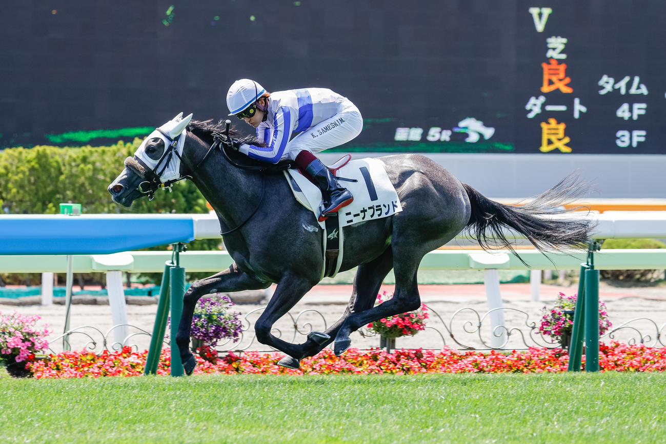 デビュー戦を制したニーナブランド（撮影・村野早祐）