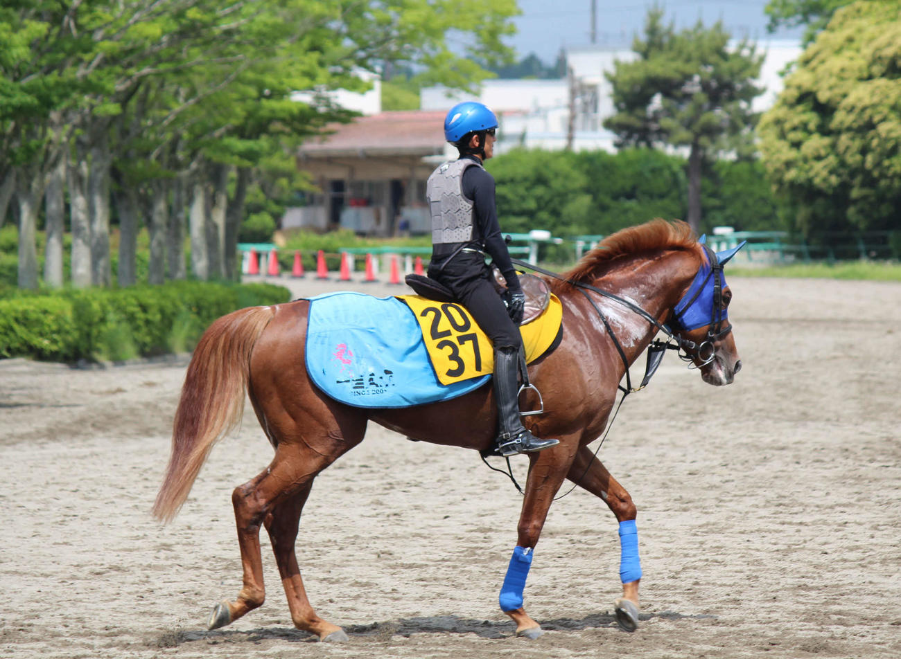 金曜朝の美浦、レース前日に呼吸を合わせる石神騎手とレーヴドオルフェ（撮影・木南友輔）