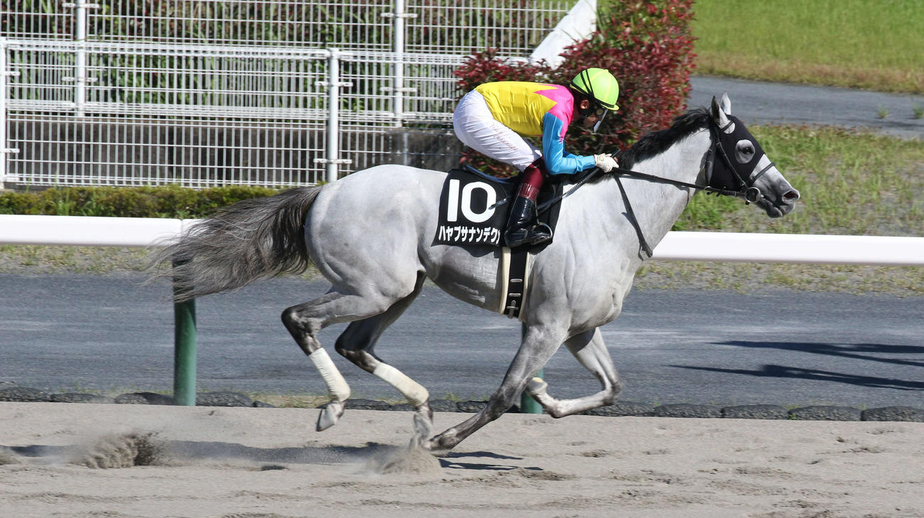 三宮Sを楽勝したハヤブサナンデクン（撮影・渦原淳）