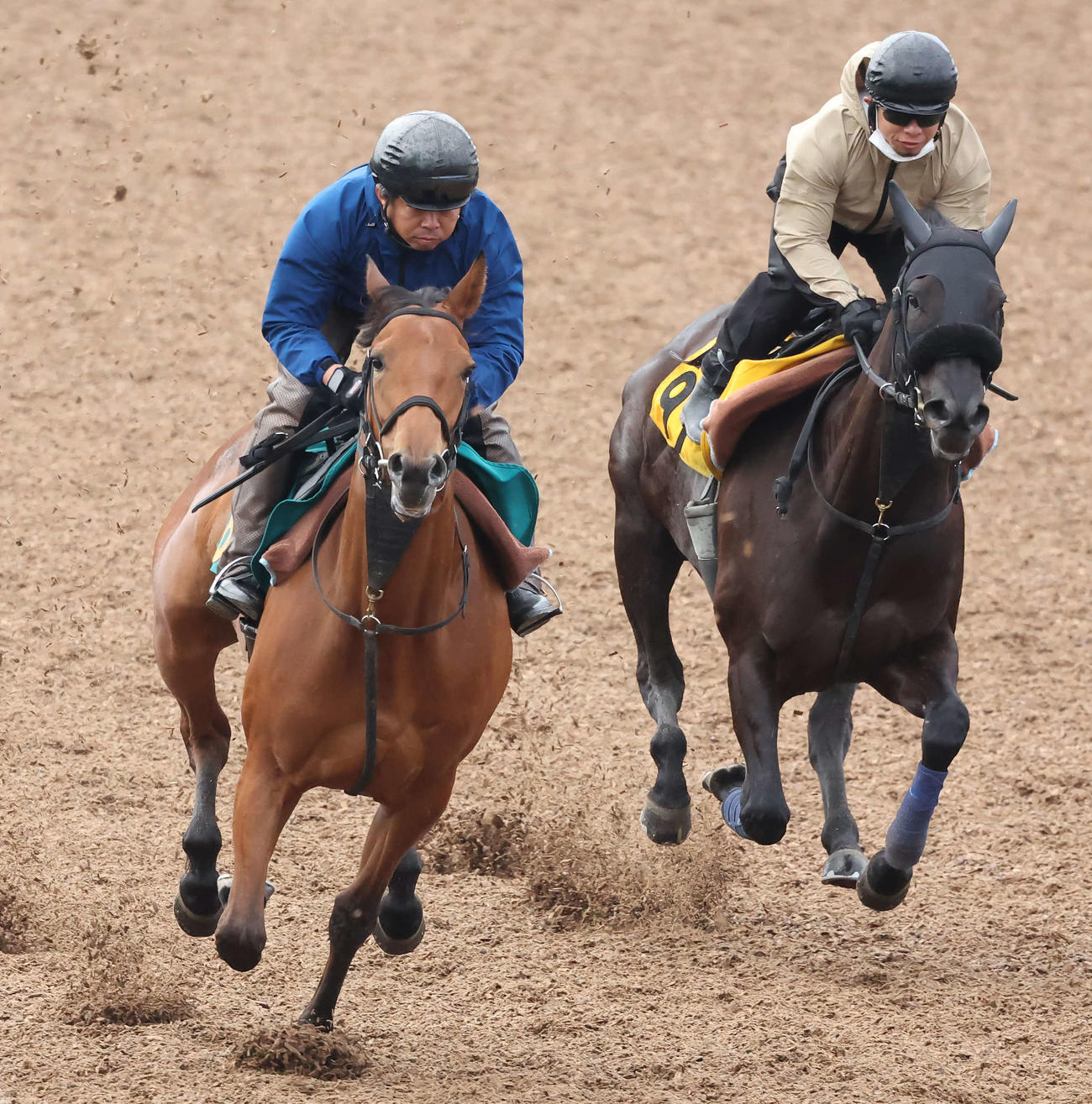 ビターグラッセ（左）は美浦ウッドを併せ馬で追い切られた（2022年6月8日撮影）