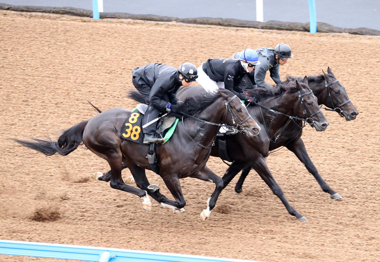 ティーガーデン（左）は美浦ウッドを3頭併せで追い切られる（撮影・鈴木正人）