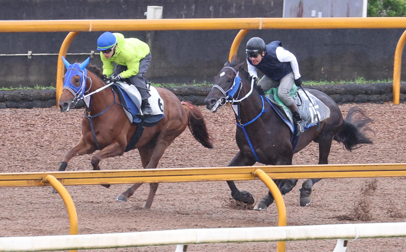 亀田騎手を背にCウッドにて併せ馬で追い切るアイコンテーラー（左）