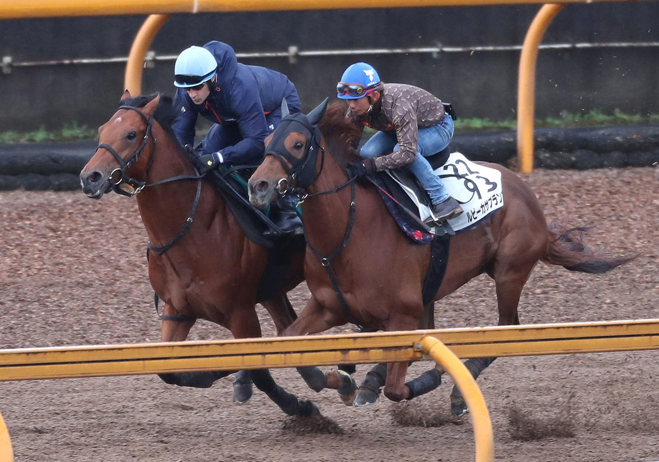 酒井騎手を背にカルロヴェローチェ（左）と併せ馬で追い切るルビーカサブランカ（撮影・白石智彦）