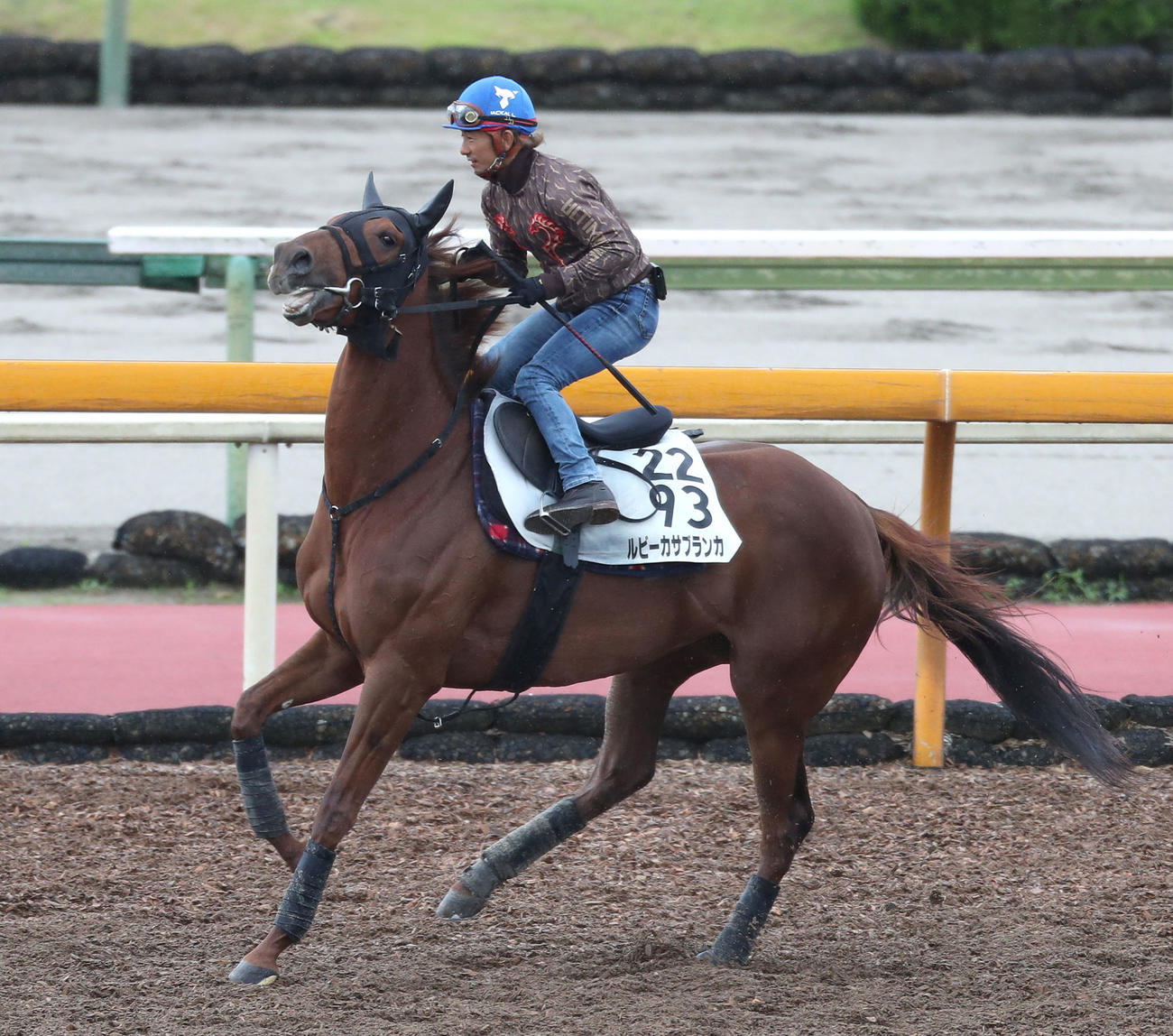 酒井学騎手を背に馬場入りするルビーカサブランカ（撮影・白石智彦）
