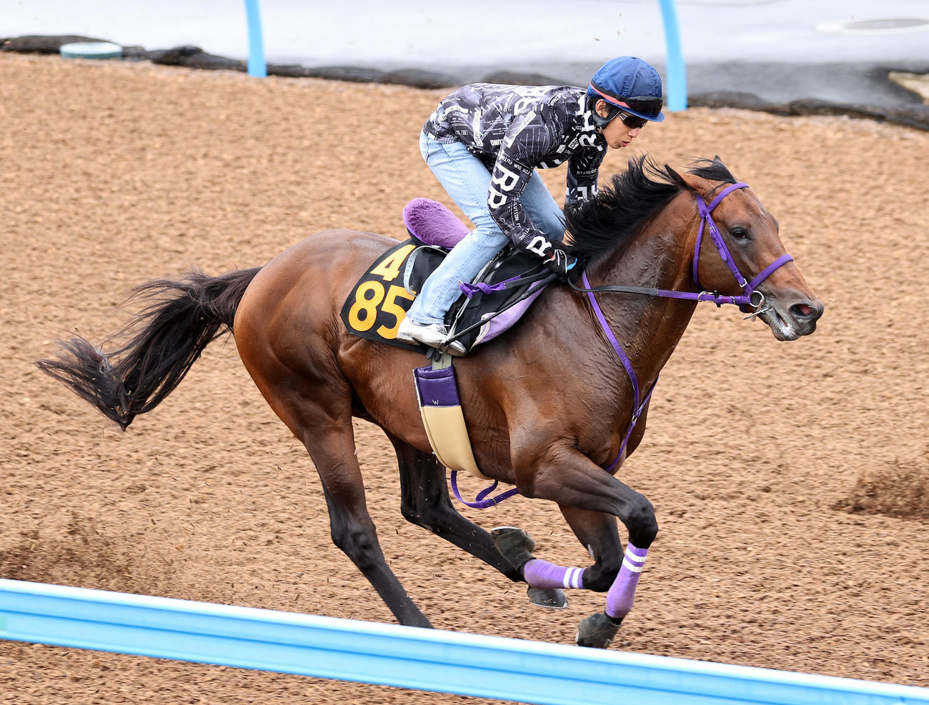 田辺裕信騎手を背に美浦ウッドを追い切るコンバスチョン（撮影・鈴木正人）