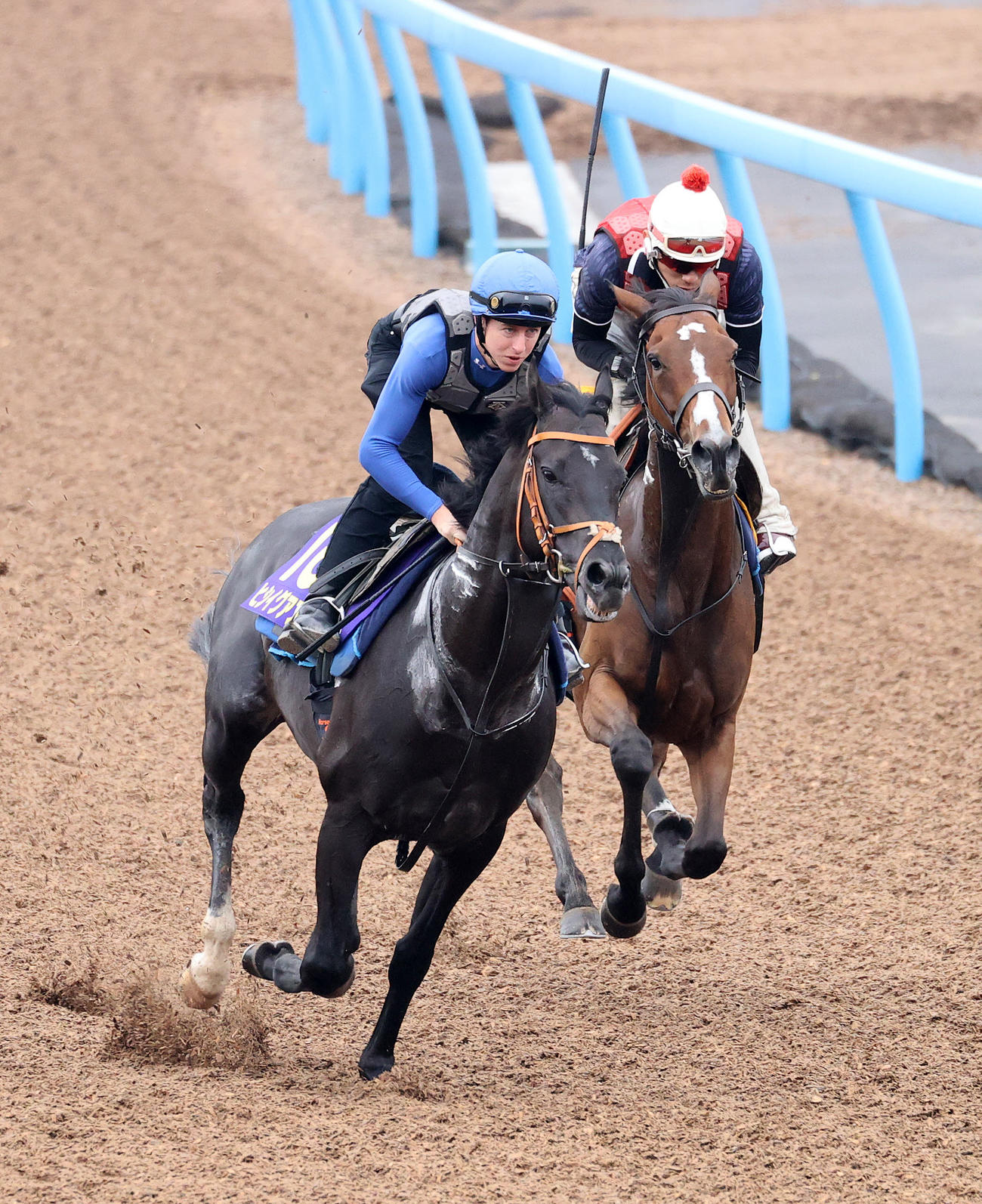 ヒシイグアス（左）は美浦ウッドを併せ馬で追い切られた、右はサトノセシル（撮影・鈴木正人）