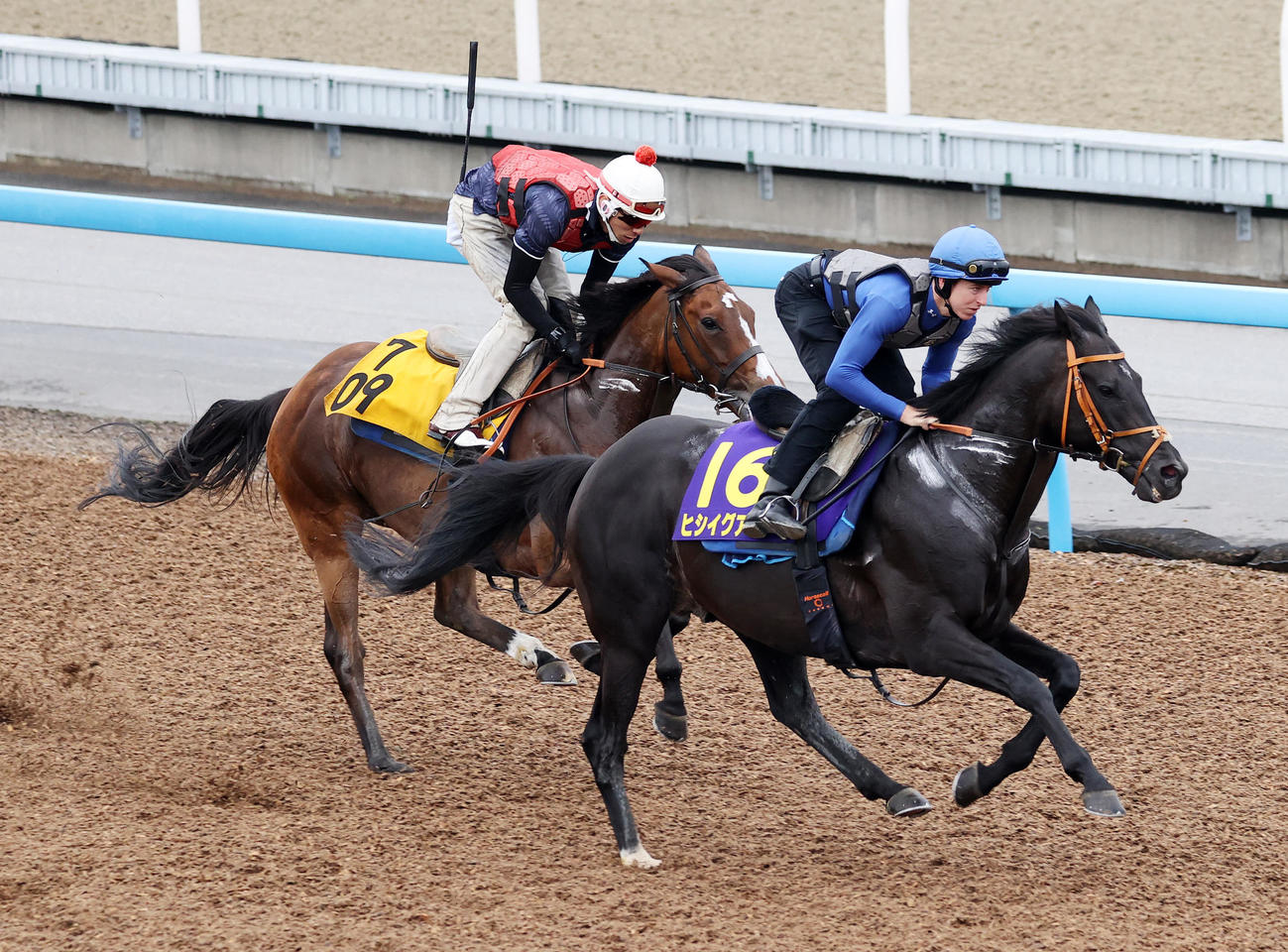 ヒシイグアス（右）は美浦ウッドを併せ馬で追い切られた、左はサトノセシル（撮影・鈴木正人）