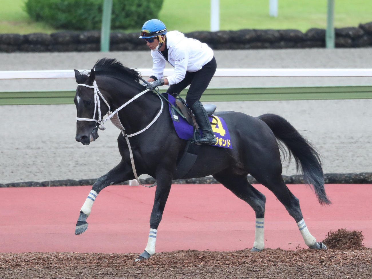 和田竜騎手を背に馬場入りするディープボンド（撮影・白石智彦）