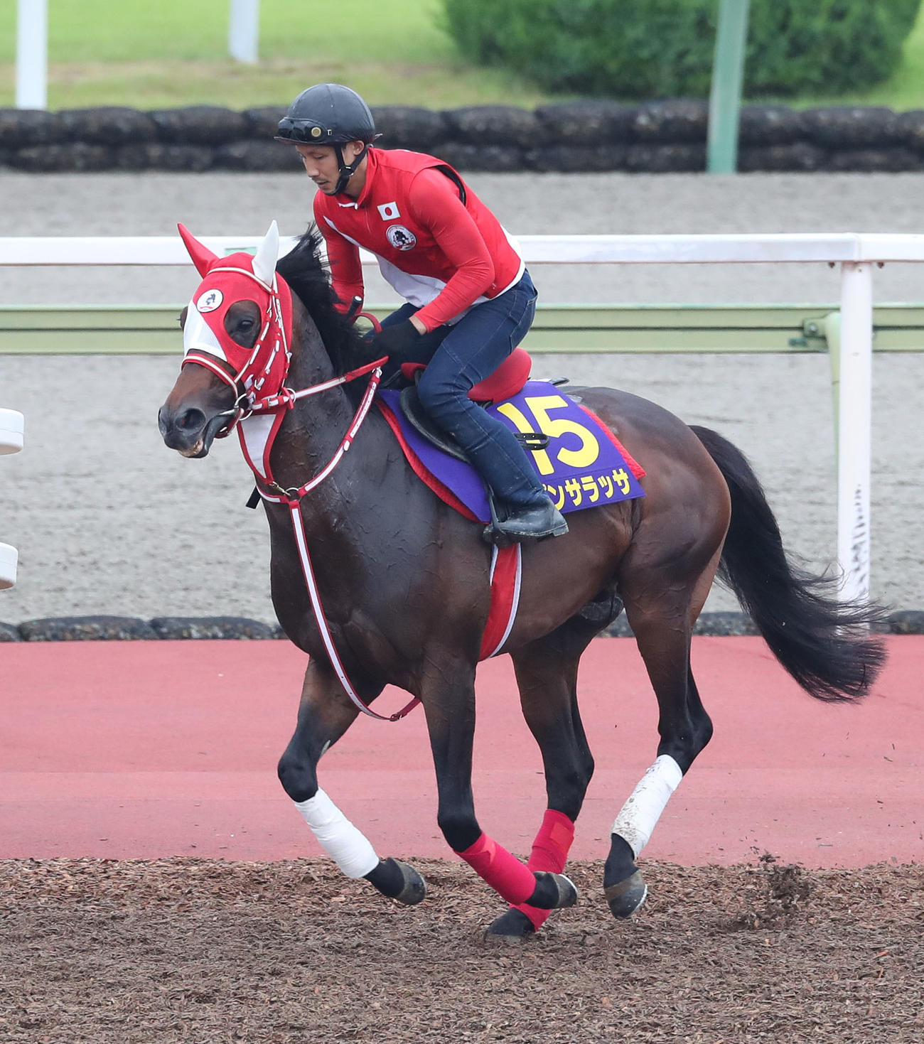 馬場入りするパンサラッサ（撮影・白石智彦）