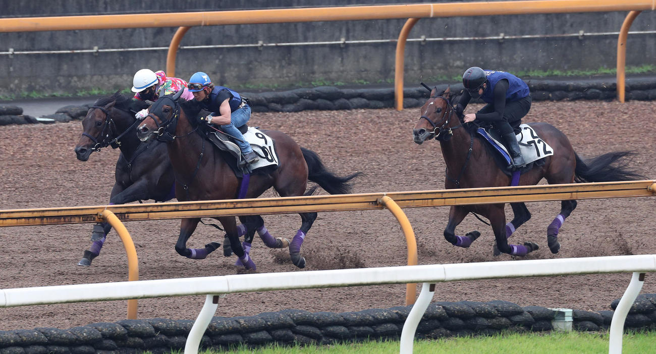藤岡康騎手を背にCウッドをジュンライトボルト（中央）、ウーリリ（右）と3頭併せで追い切るポタジェ
