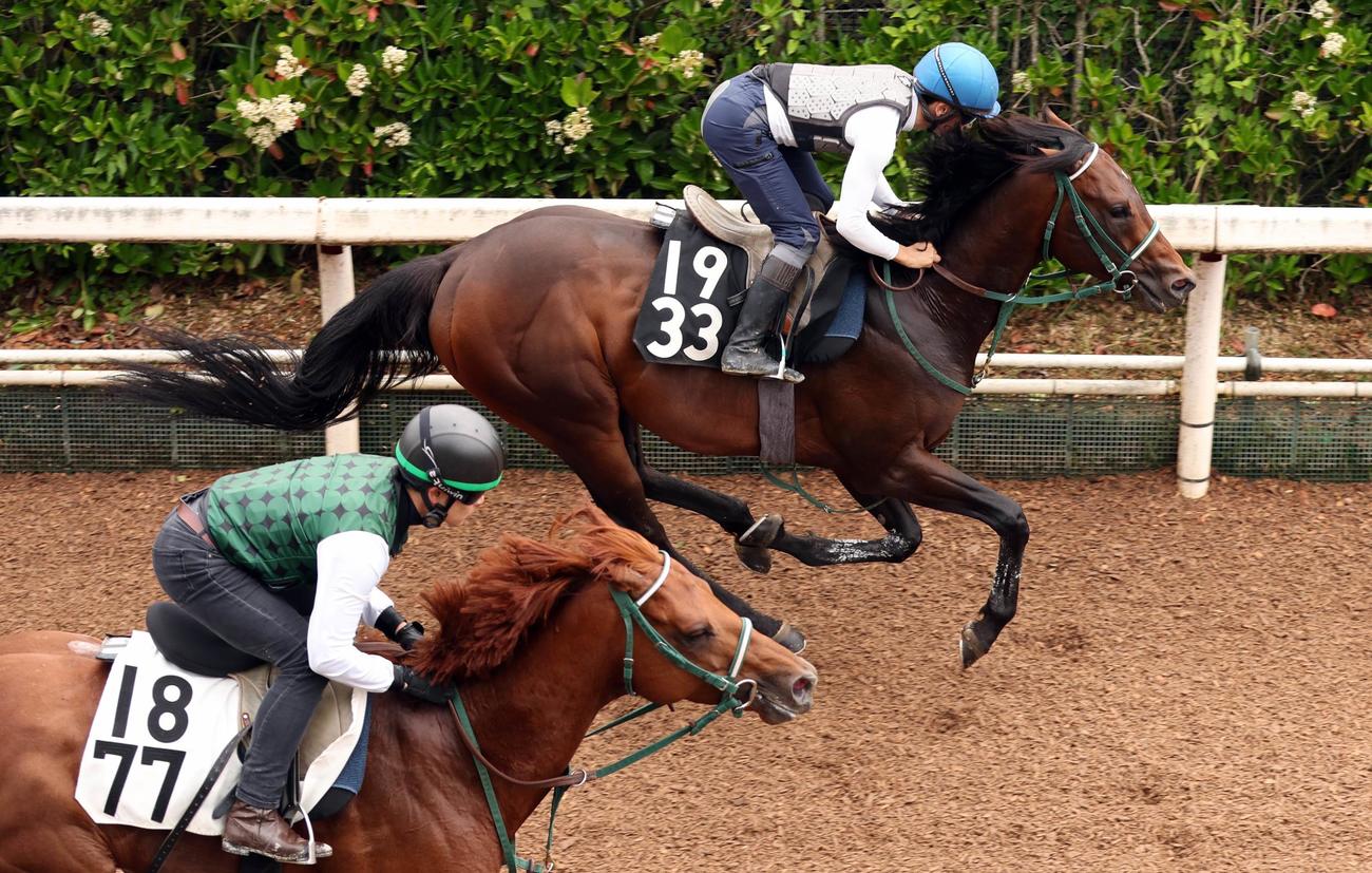 テーオーステルス（奥）は団野大成騎手を背にマクシミリアン（手前）と併せ馬で坂路コースを駆け上がる