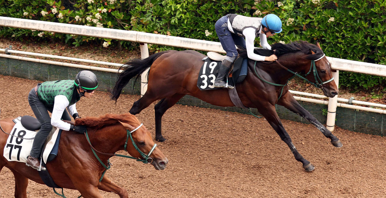 テーオーステルス（右）は団野大成騎手を背にマクシミリアンと併せ馬で坂路コースを駆け上がる