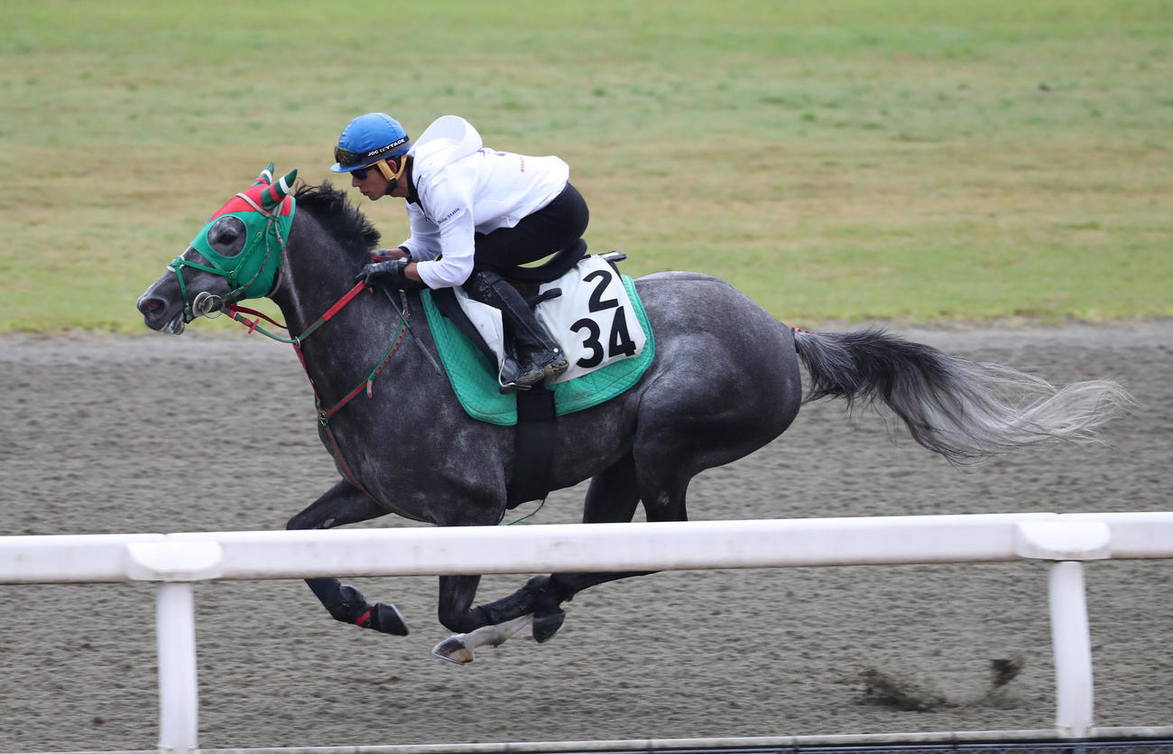 和田竜騎手を背にポリトラックを単走でウインマイティー（撮影・白石智彦）
