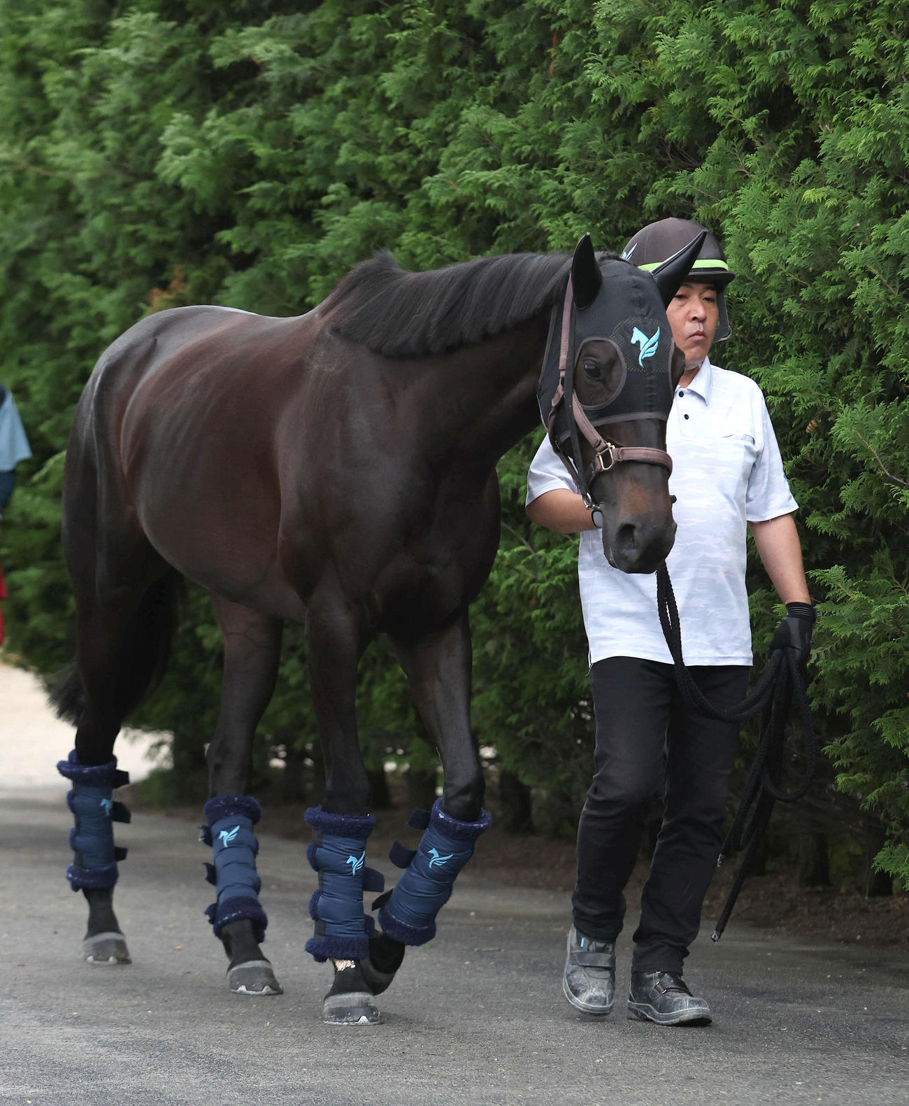 厩舎周りで運動するクラヴェル（撮影・白石智彦）