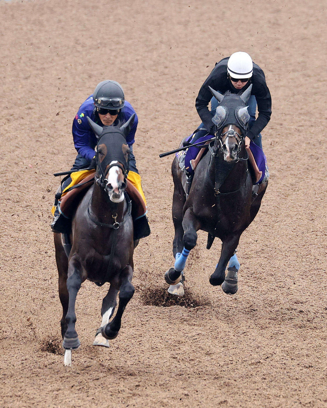 タイトルホルダー（右）は美浦ウッドで前と後ろに馬を置きながらの単走追いを行った（撮影・鈴木正人）