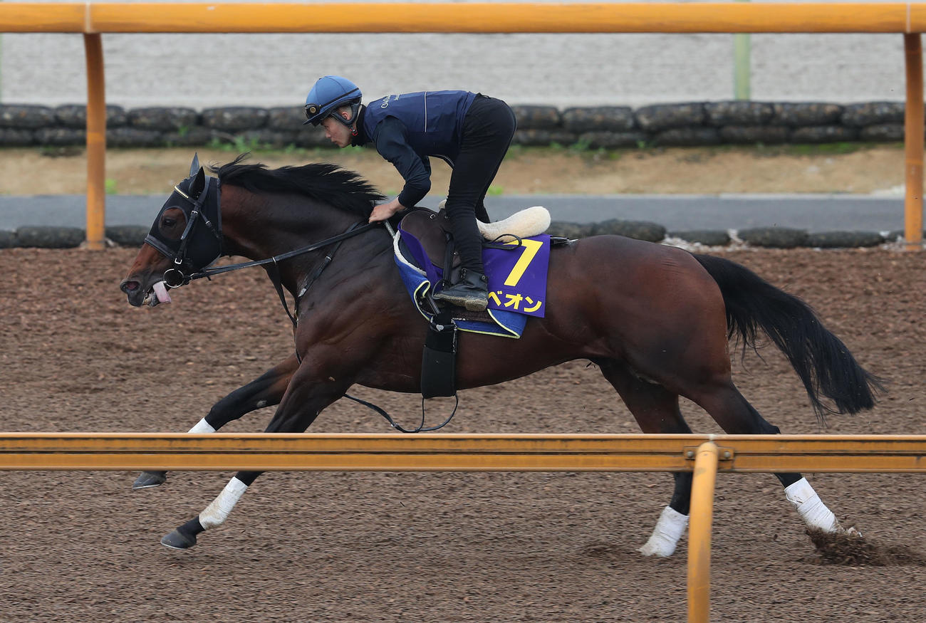 西村淳騎手を背にCウッドを単走で追い切るギベオン（撮影・白石智彦）