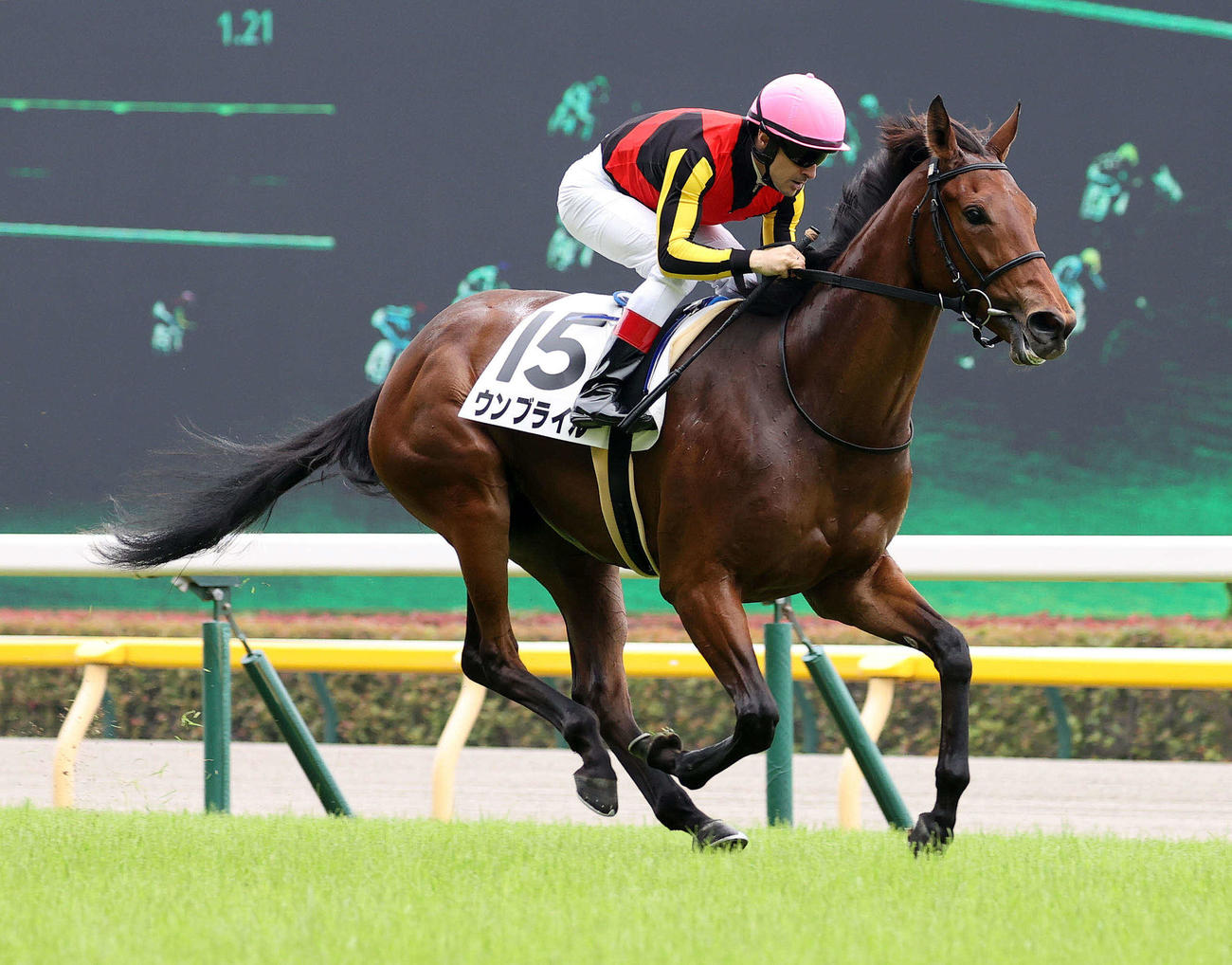 メイクデビュー東京を制したウンブライルとC・ルメール騎手（撮影・鈴木正人）
