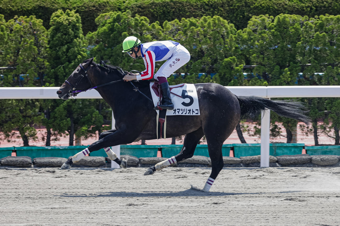 函館6R、デビュー戦を制したオマツリオトコ（撮影・村野早祐）