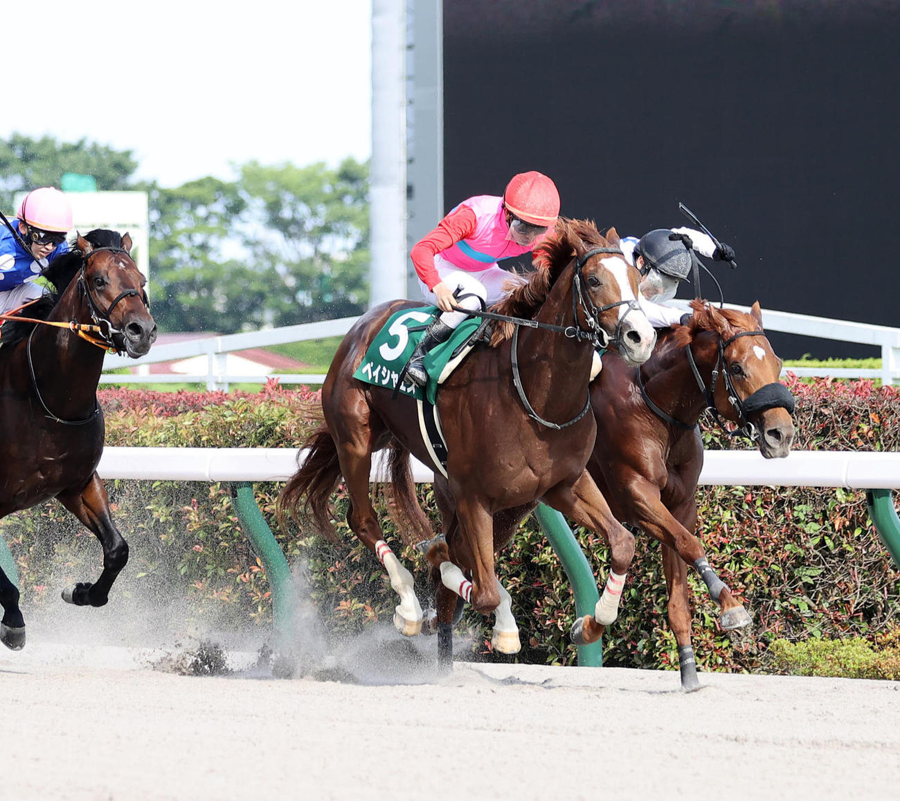 第27回ユニコーンS2着のセキフウ（右）。中央は勝ったペイシャエス（撮影・鈴木正人）