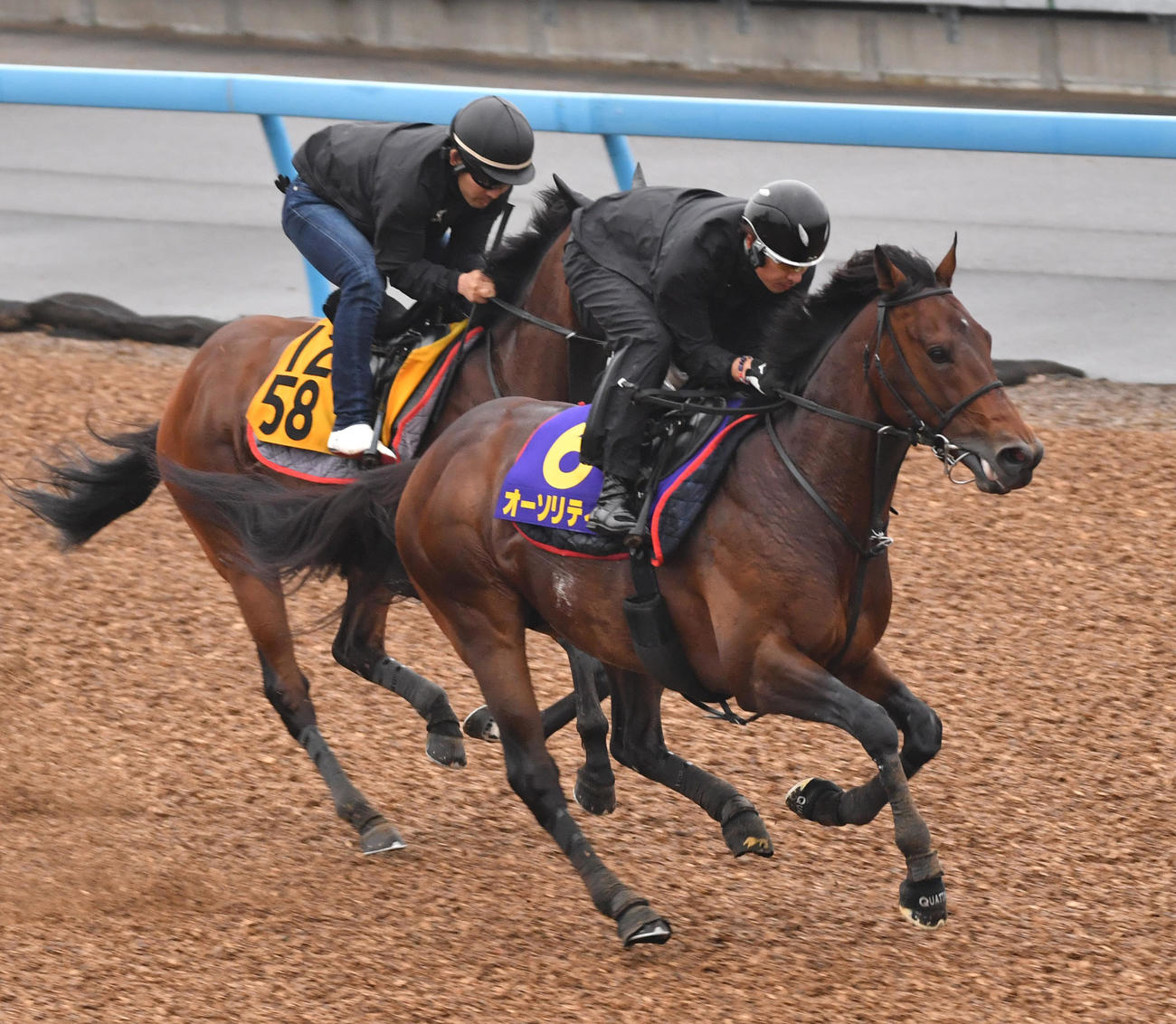 オーソリティ（右）はナイトフローリックと併せて追い切る（撮影・柴田隆二）