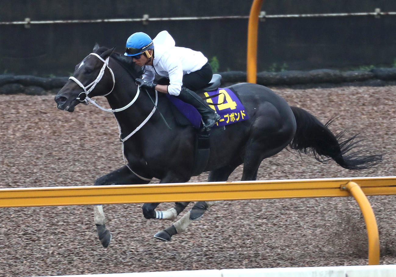 和田竜騎手を背にCウッドを単走で追い切るディープボンド（撮影・白石智彦）