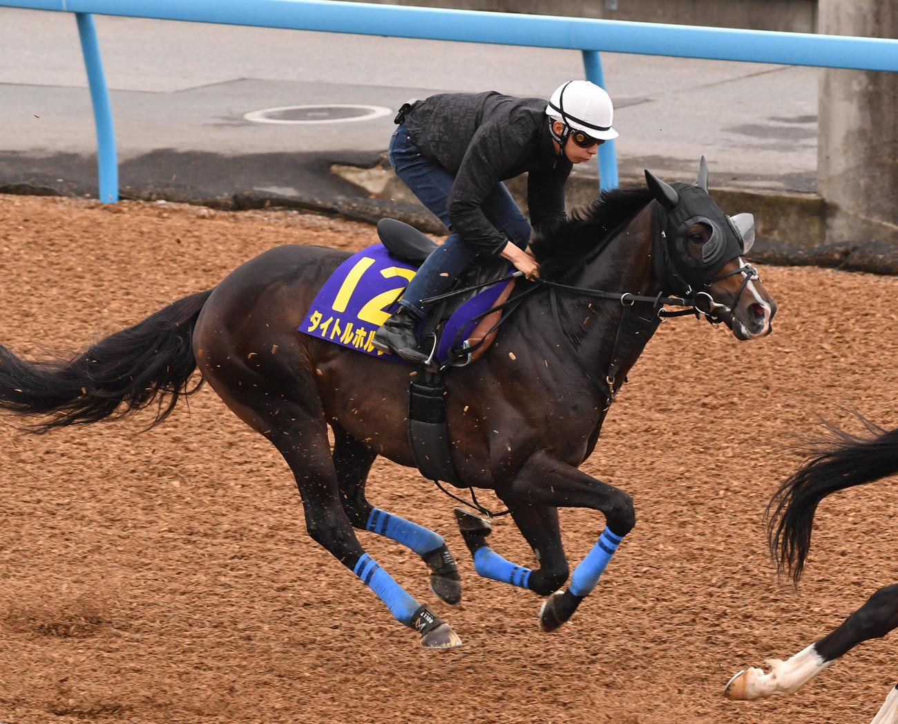横山和騎手を背に追い切るタイトルホルダー（撮影・柴田隆二）