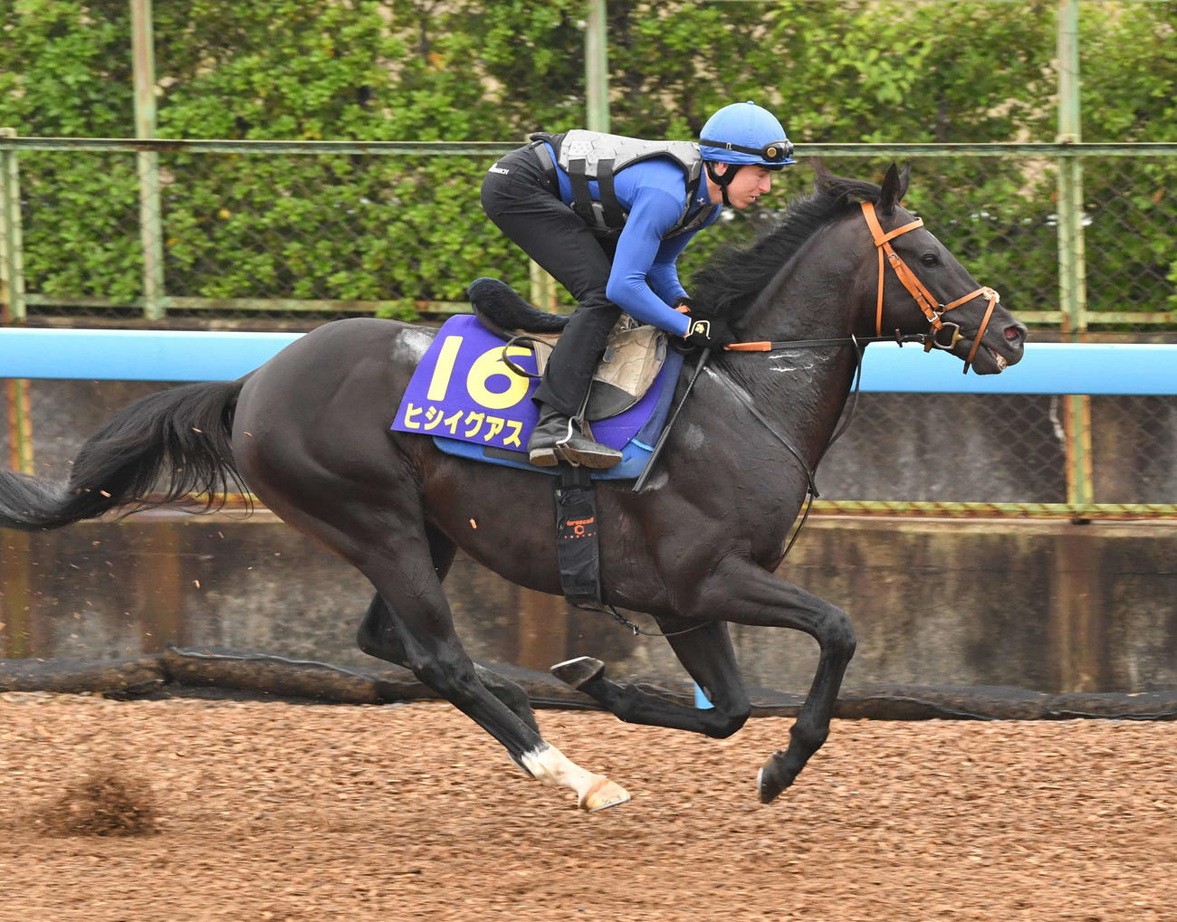 レーン騎手を背にヒシイグアスは単走で追い切る（撮影・柴田隆二）