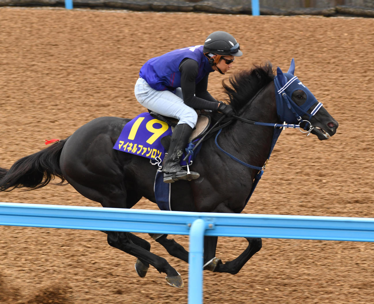 マイネルファンロンは単走で追い切る（撮影・柴田隆二）